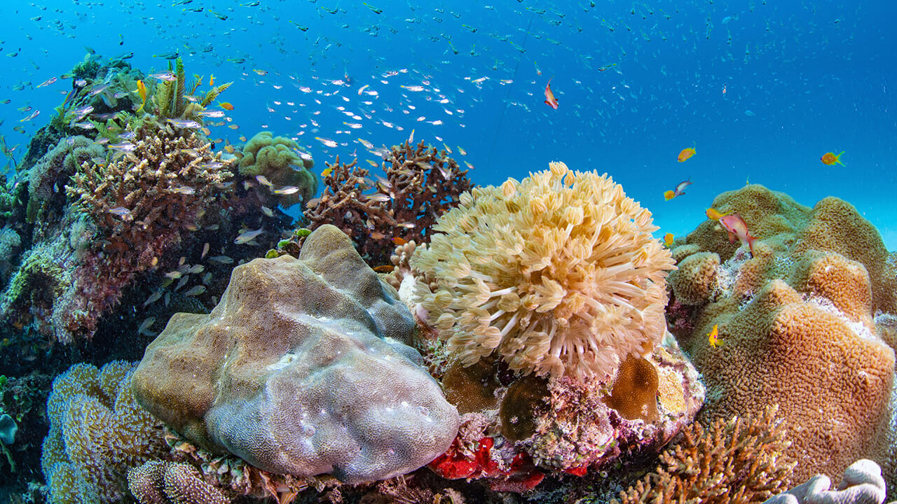 Tag_Post_Pratley Putty used to secure coral reefs off the coast of Zanzibar